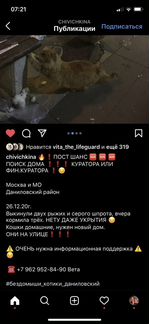 Выкинули рыжих котов