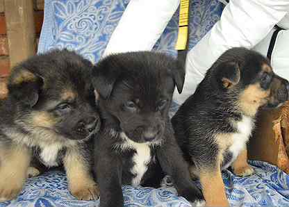 Щенки немецких овчарок киров. Киров питомники овчарок. Щенки немецких овчарок киров. Щенки немецких овчарок киров. Щенки немецких овчарок киров.