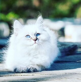 Сибирский голубоглазый котик