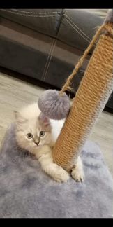 Невский маскарадный котёнок, девочка - 2 месяца