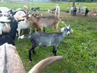 Нубийско Зааненские козы и козлята объявление продам