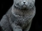 Вязка шотландский вислоухий кот Scottish Fold объявление продам