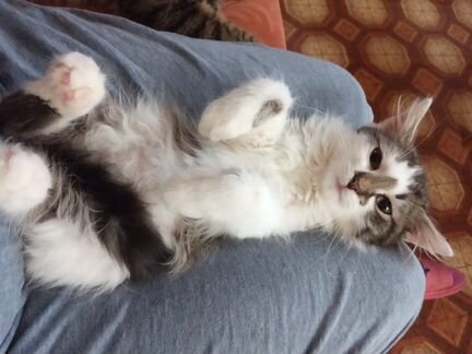 Котенок Банда 3 мес